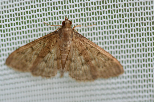Grass Webworm Moth