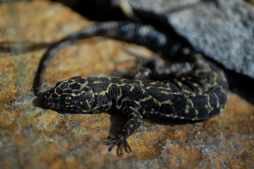 Granite Night Lizard