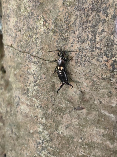 Paradohrnia ornaticapitata