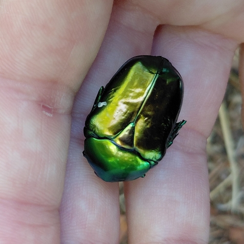 Big Rose-chafer