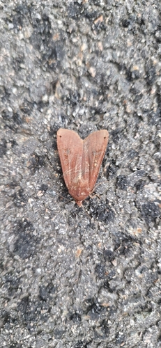 Large Yellow Underwing
