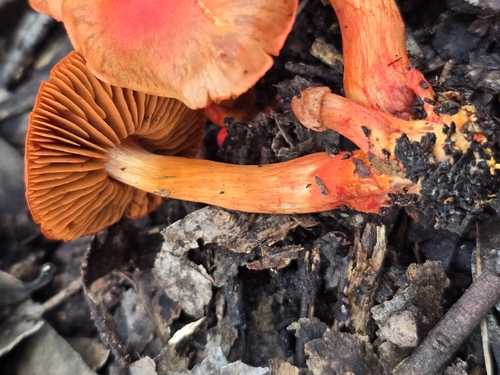 Cortinarius austrocinnabarinus