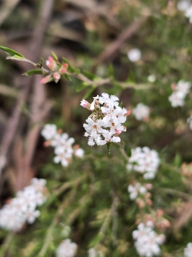 common beard-heath