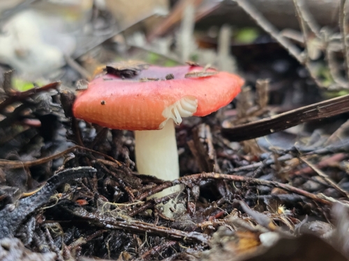 Russula persanguinea