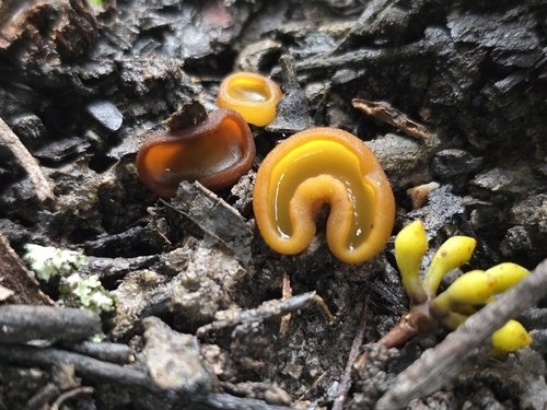 Fleshy Ground Cup