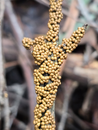 insect-egg slime