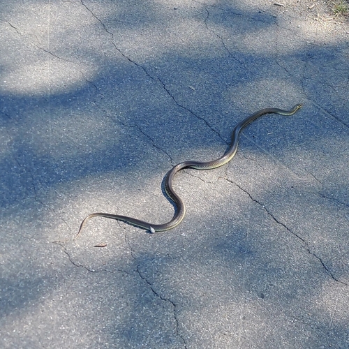 Aesculapian Snake