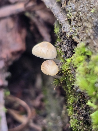 Mycena carmeliana