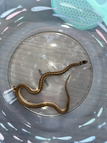 DeKay's Brownsnake