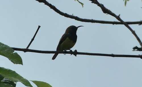 Ornate Sunbird