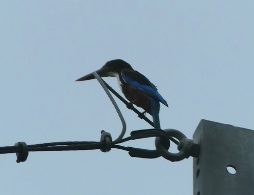 White-throated Kingfisher