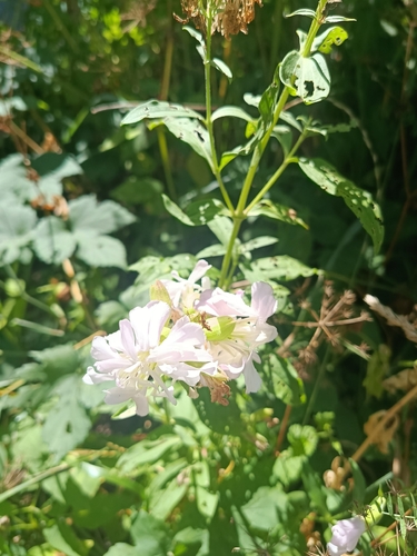 common soapwort