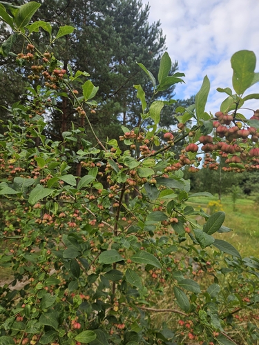 Spindle