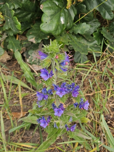 viper's-bugloss