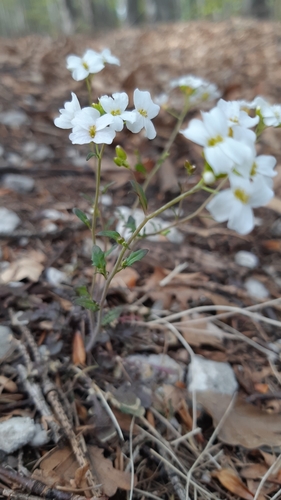 žerušničník piesočný (Arabidopsis arenosa)