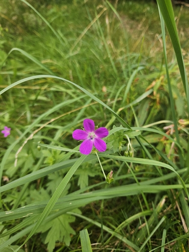 Marsh Crane's-bill