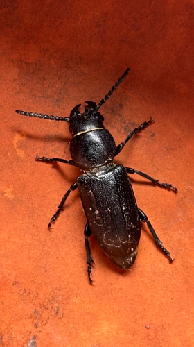 Black Longicorn Beetle