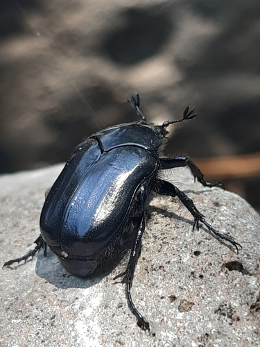 Cotinis antonii