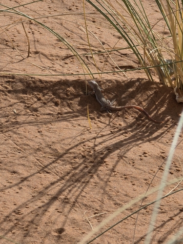 Duméril's Fringe-fingered Lizard