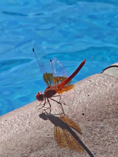 Orange-winged Dropwing