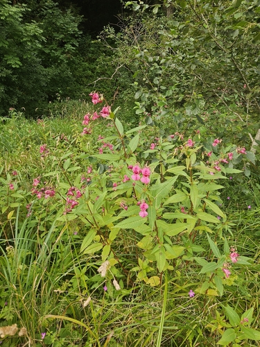 Himalayan balsam