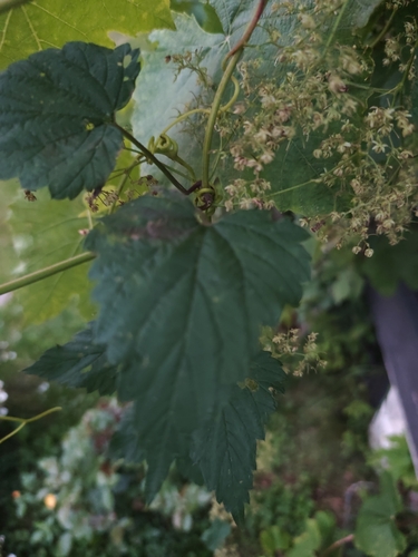 common hops