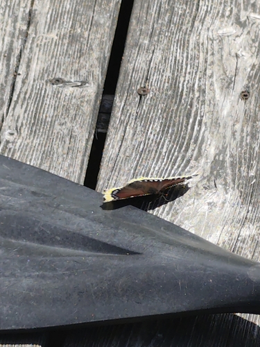 Mourning Cloak