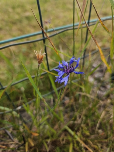 Cornflower