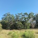 Acacia mearnsii