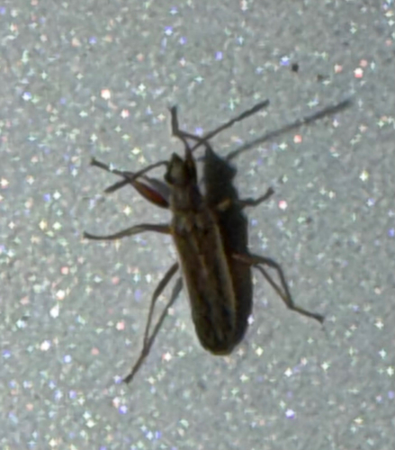 Paromius longulus