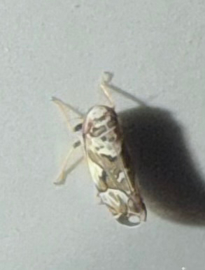 Sanctanus cruciatus