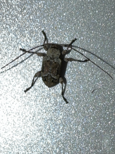 Leptostylopsis planidorsus