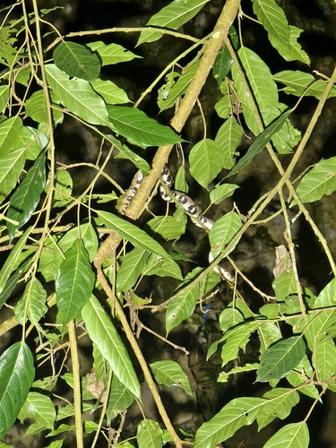 Yunnan Keelback Water Snake
