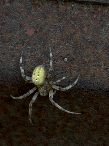 Four-spot Orbweaver