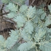 Acacia decurrens