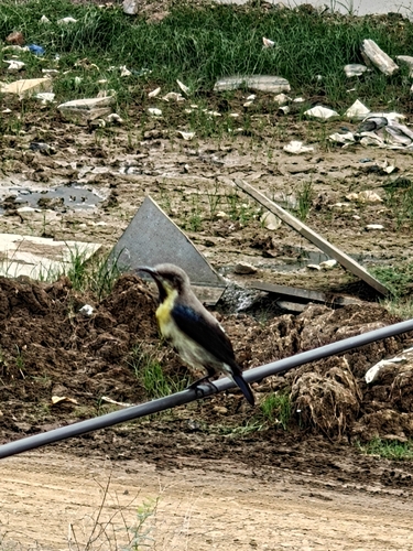 Purple Sunbird