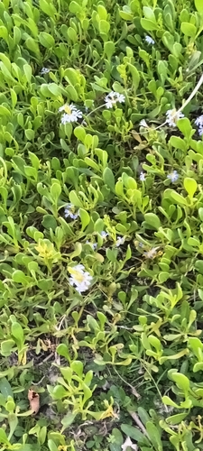 dune fan-flower