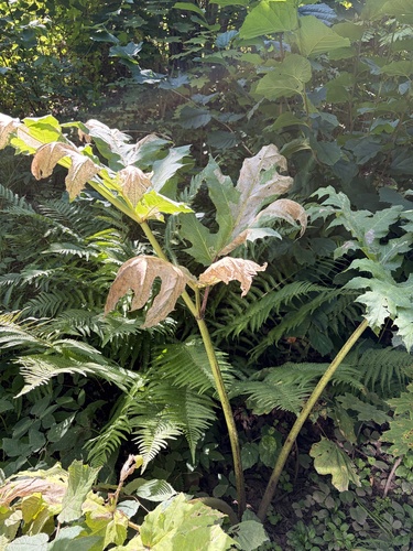 Sosnowsky's hogweed