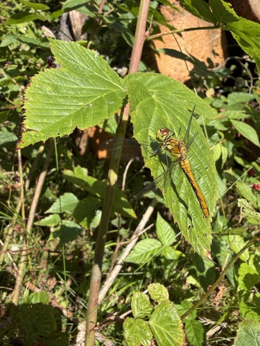 Ruddy Darter