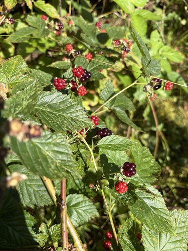 Ness Bramble