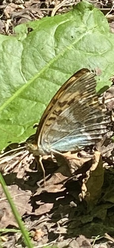 Silver-washed Fritillary