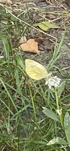 Green-veined White