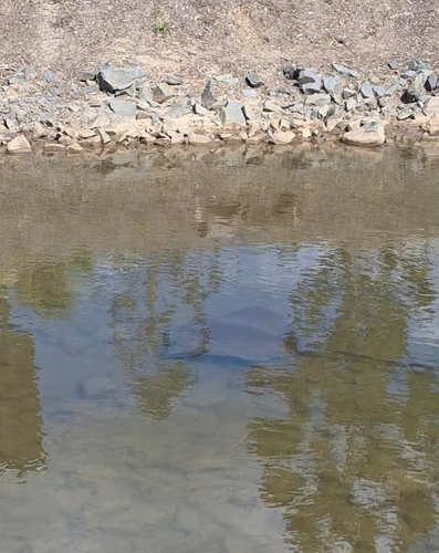 Estuary Stingray