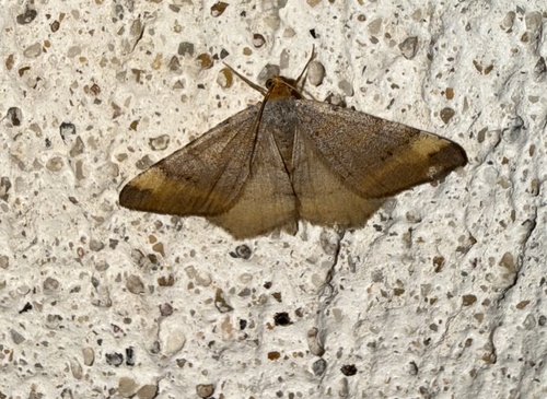 Tawny-barred Angle
