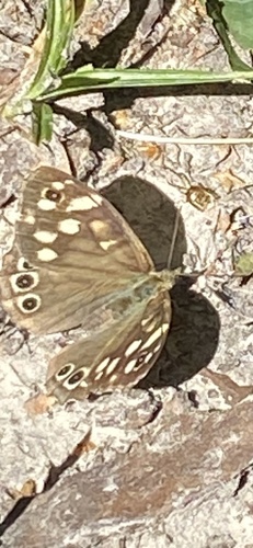 Speckled Wood