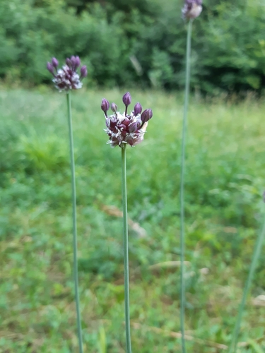 cesnak orešcový (Allium scorodoprasum)
