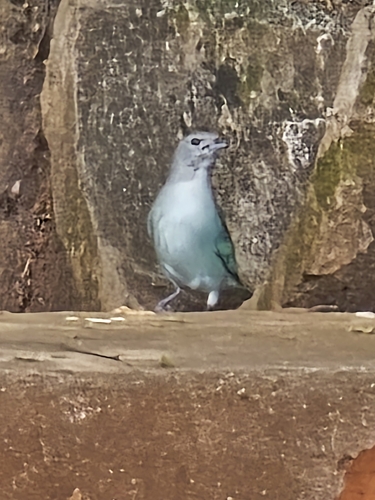 Sayaca Tanager