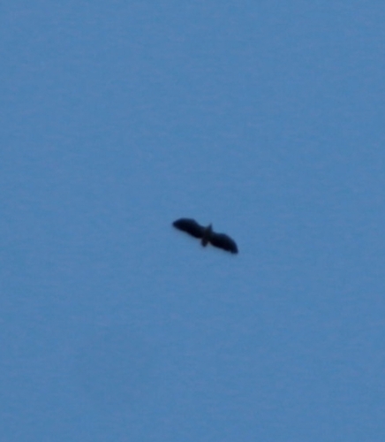 White-tailed Eagle