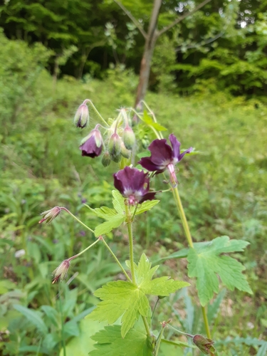 Smeđa iglica (Geranium phaeum)