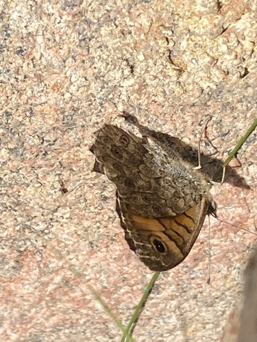 Wall Brown